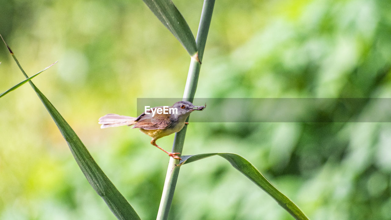 BIRD PERCHING ON PLANT