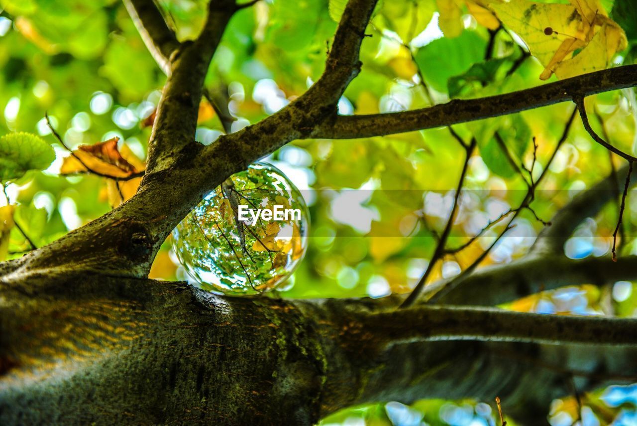 LOW ANGLE VIEW OF A BIRD ON TREE