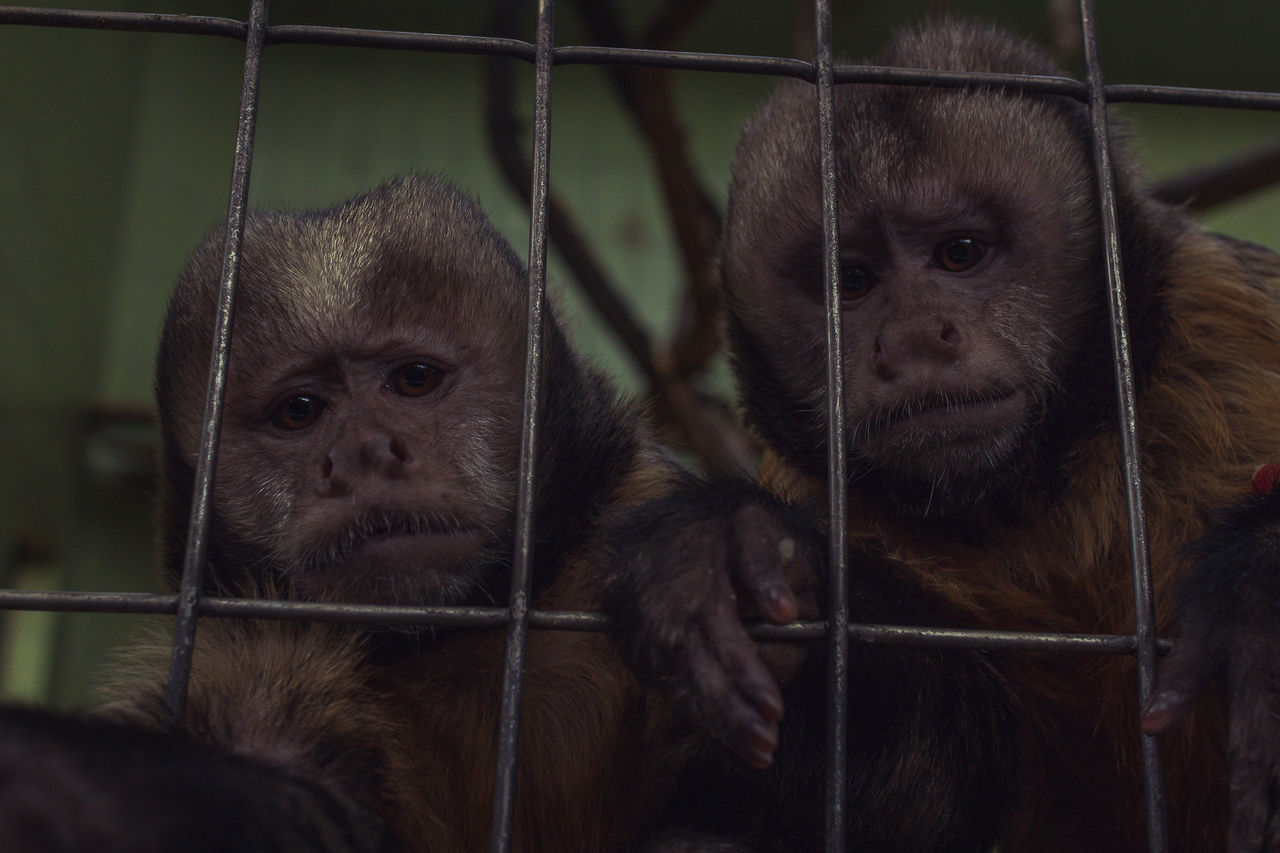 Close-up portrait of monkeys in cage