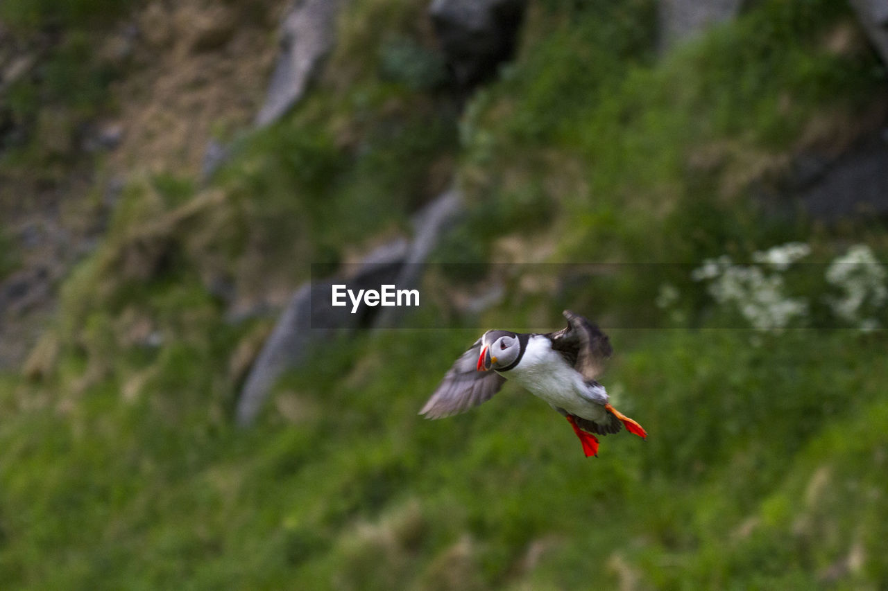 Bird flying against mountain