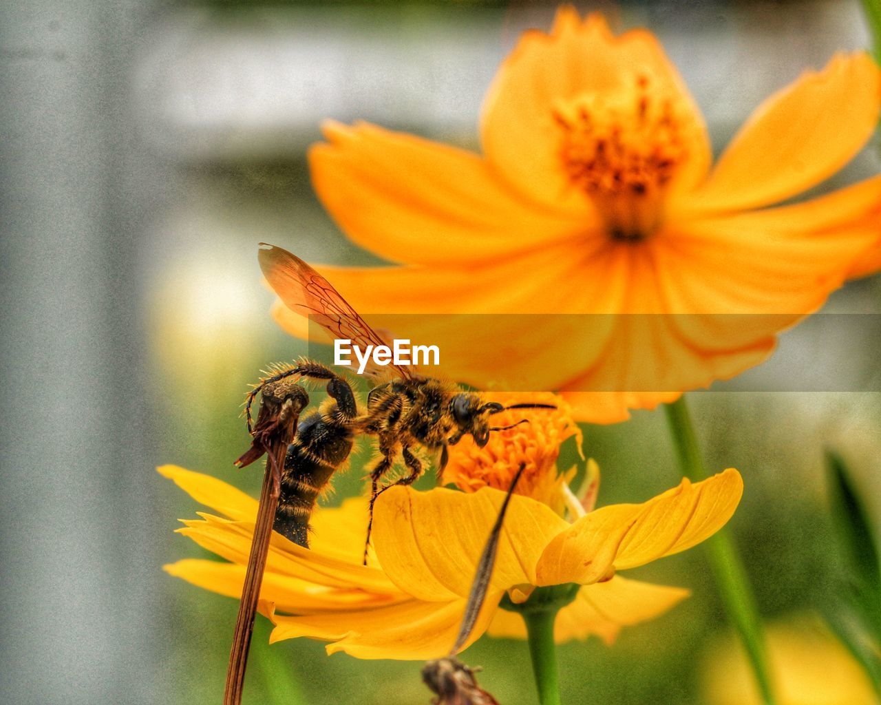 Close-up of bee pollinating on yellow flower