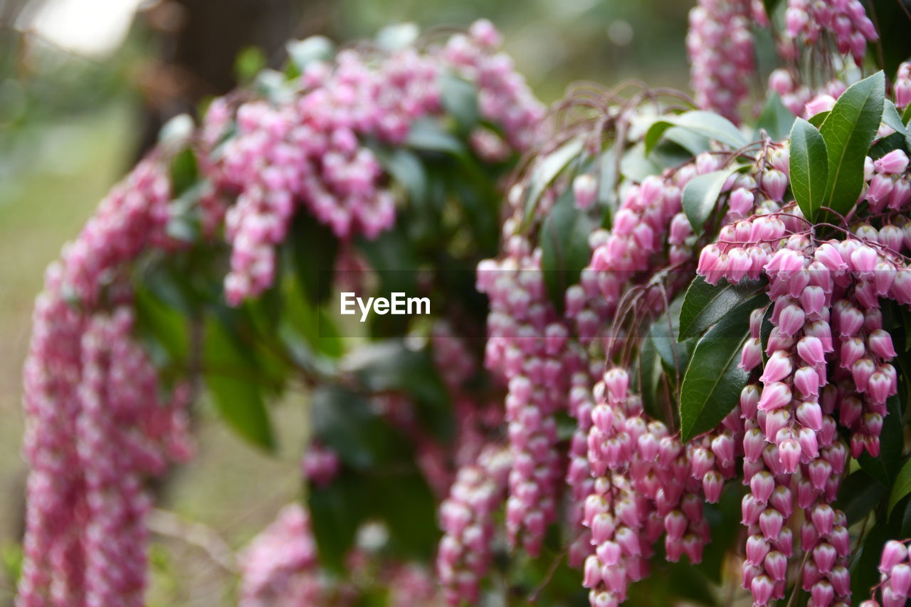 flower, flowering plant, plant, lilac, freshness, beauty in nature, pink, nature, purple, blossom, close-up, no people, fragility, growth, food and drink, garden, selective focus, outdoors, day, floristry, springtime, food, focus on foreground, shrub, plant part, flower head, flower arrangement, bunch of flowers, leaf, bouquet, healthy eating, botany, inflorescence