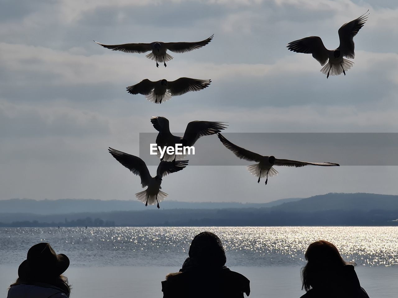flying, bird, wildlife, animal themes, animal wildlife, animal, group of animals, sky, nature, water, cloud, silhouette, seabird, spread wings, sea, large group of animals, mid-air, animal body part, flock of birds, outdoors, togetherness, beauty in nature, rear view, motion, seagull, adult
