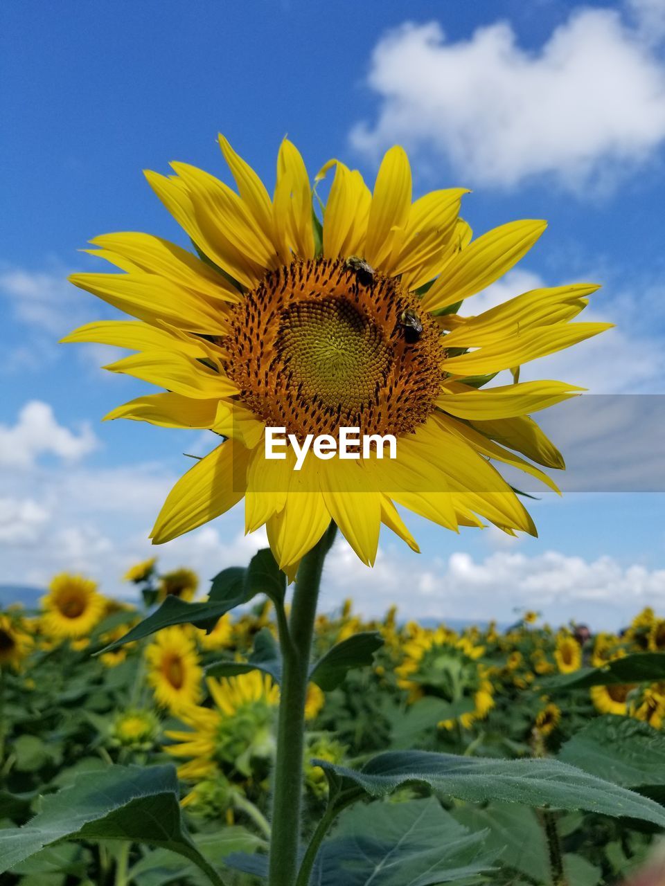 Sunflowers on a bright summer day
