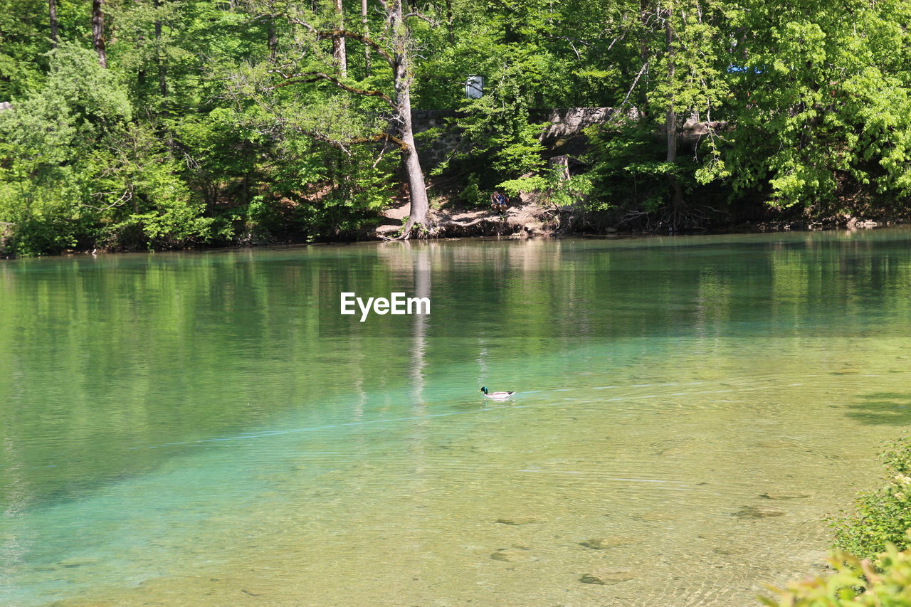 BIRDS SWIMMING IN LAKE AGAINST TREES