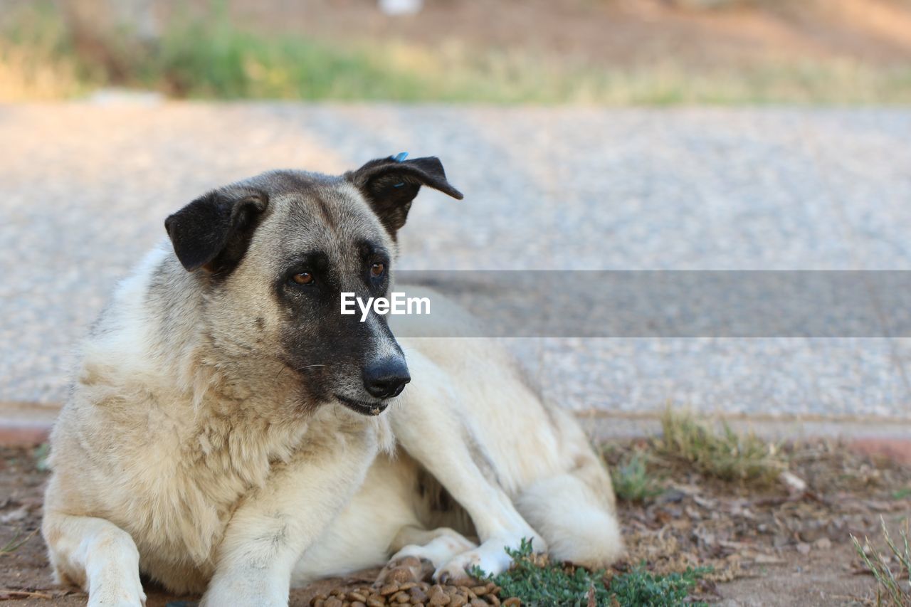 PORTRAIT OF DOG LOOKING AWAY