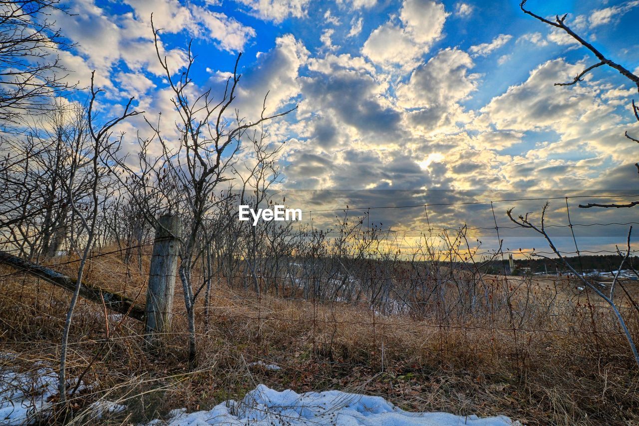 BARE TREES ON FIELD DURING WINTER AGAINST SKY