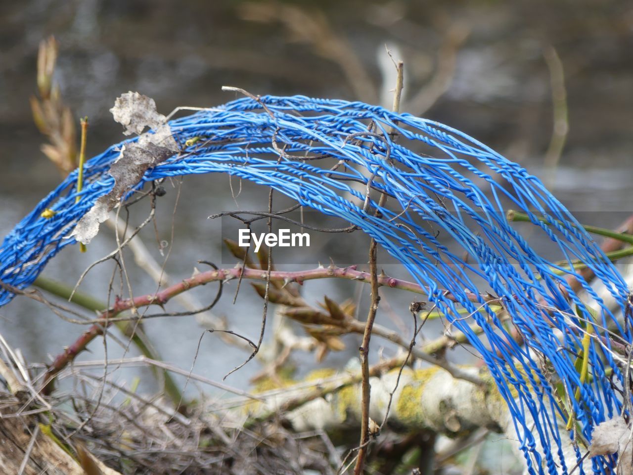 CLOSE-UP OF DRY BIRD ON BRANCH OF TREE