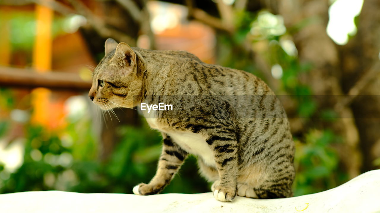 CLOSE-UP OF CAT LOOKING AWAY