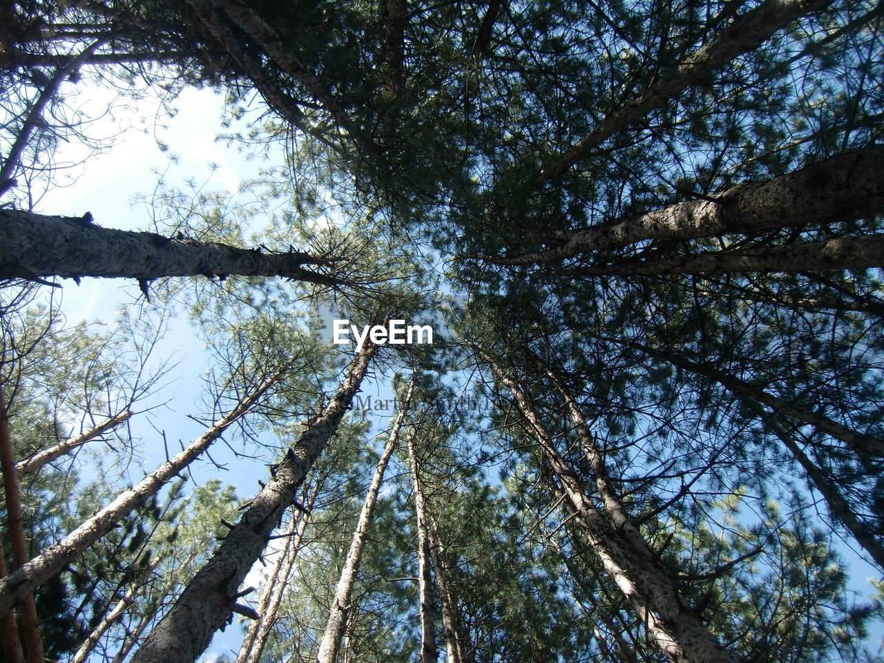 Low angle view of bamboo trees