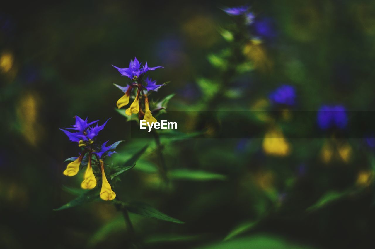 Close-up of purple flowering plant