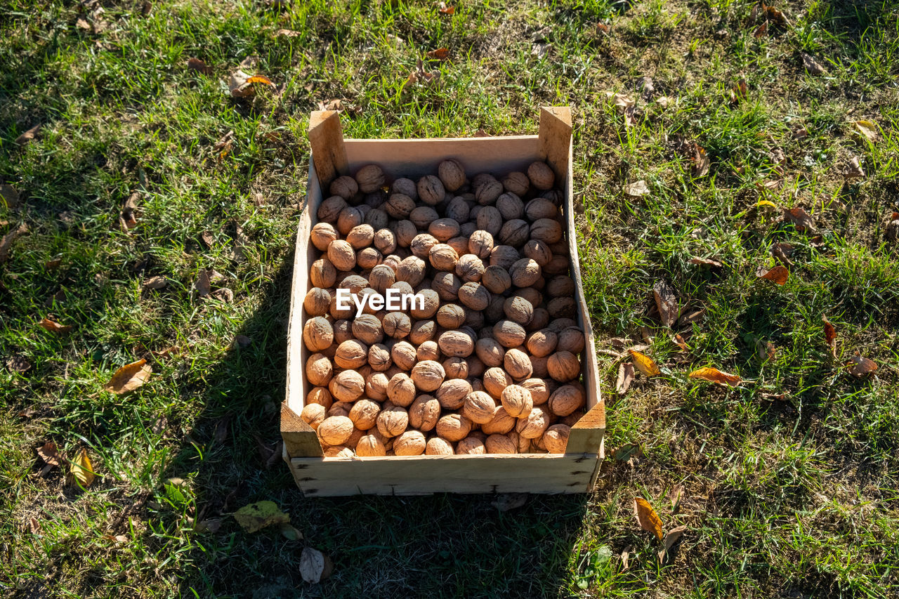 High angle view of vegetables on field