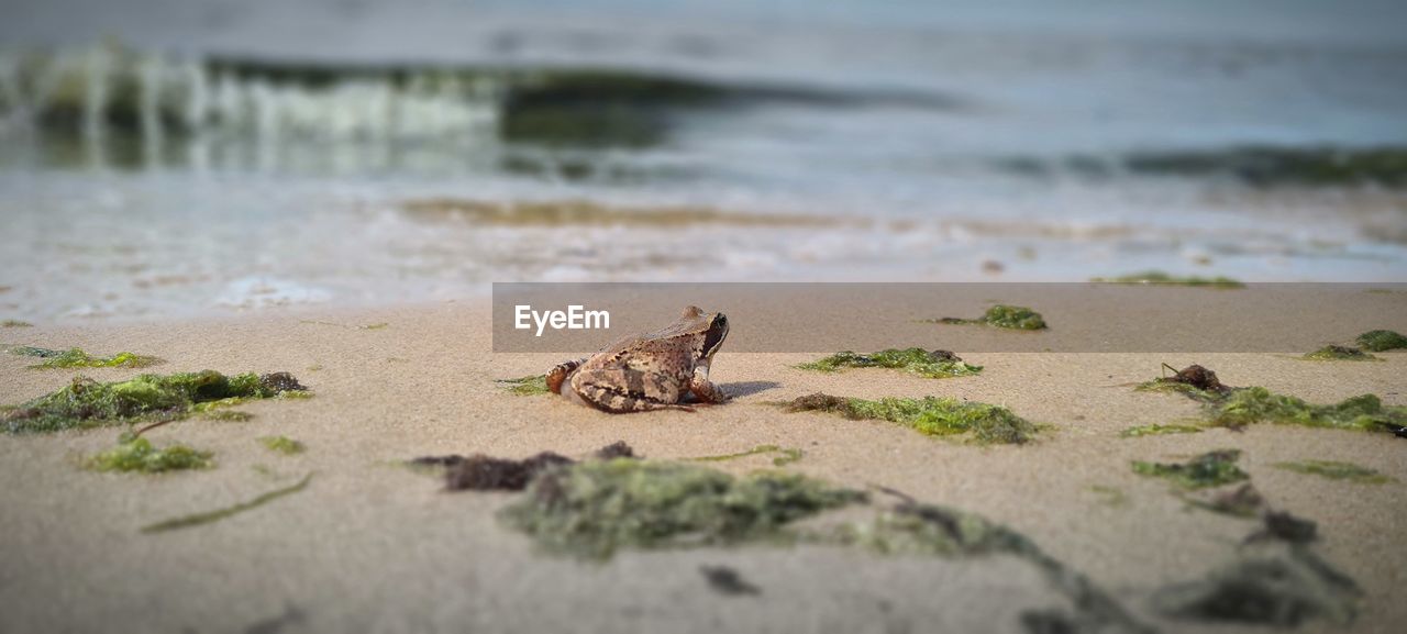 Frog on beach