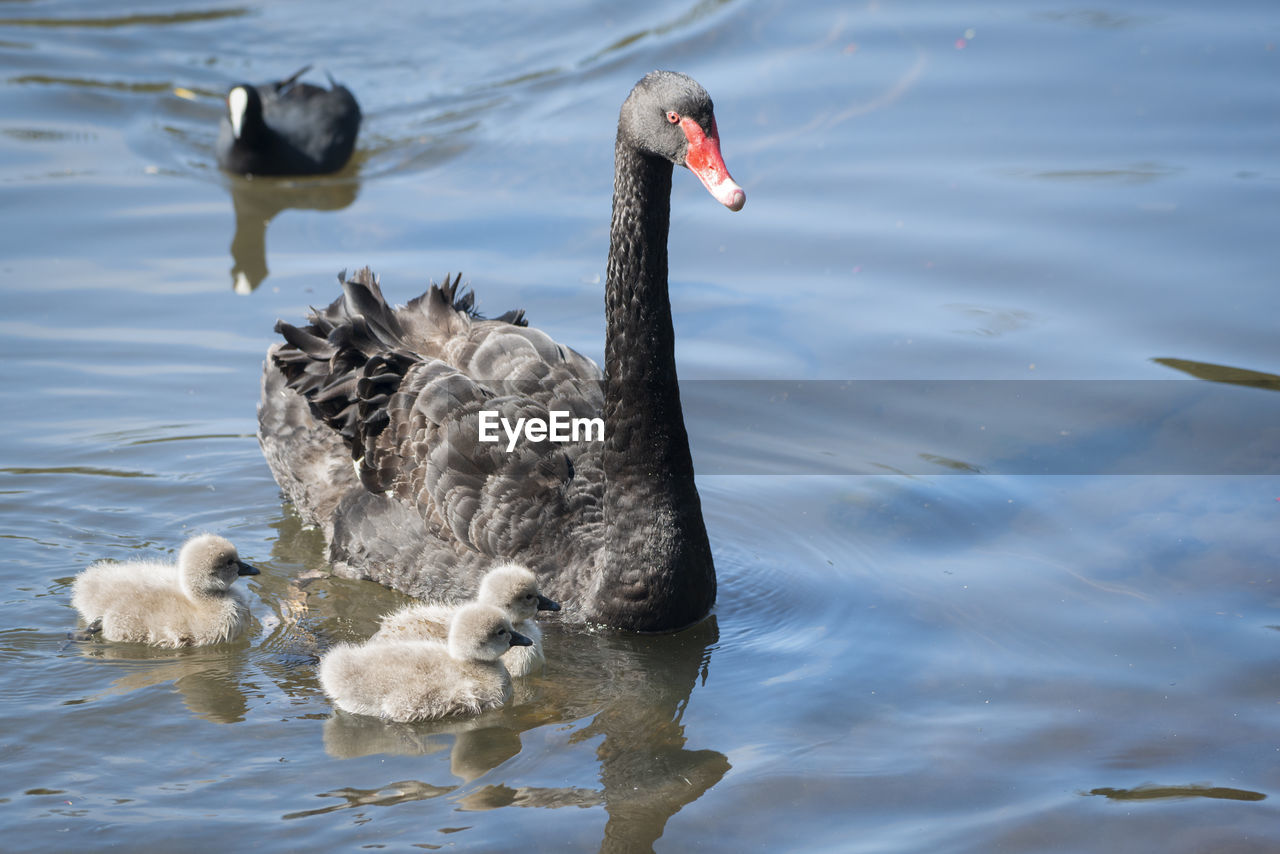 SWANS SWIMMING ON LAKE