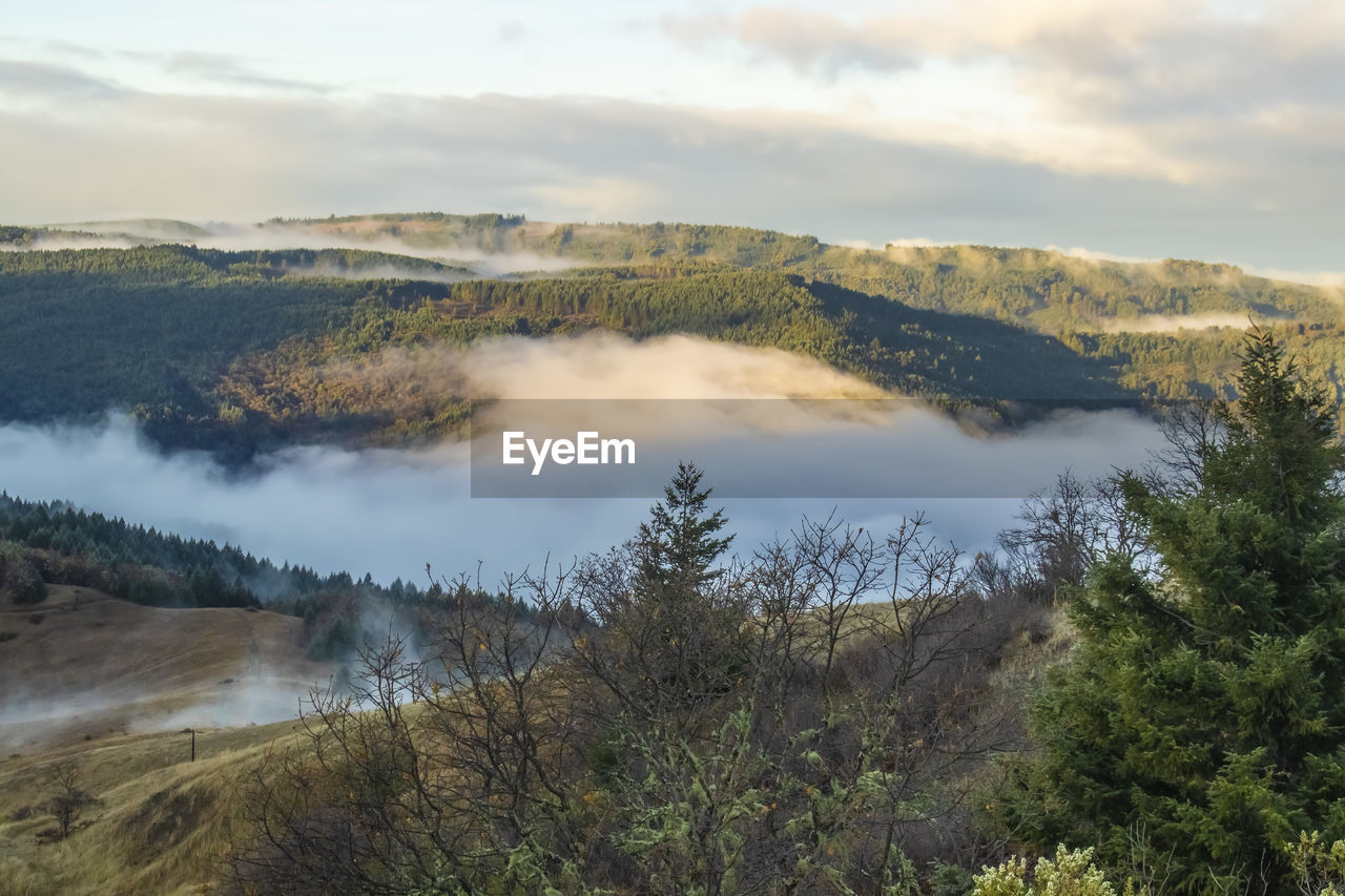 SCENIC VIEW OF TREES AND LANDSCAPE AGAINST SKY