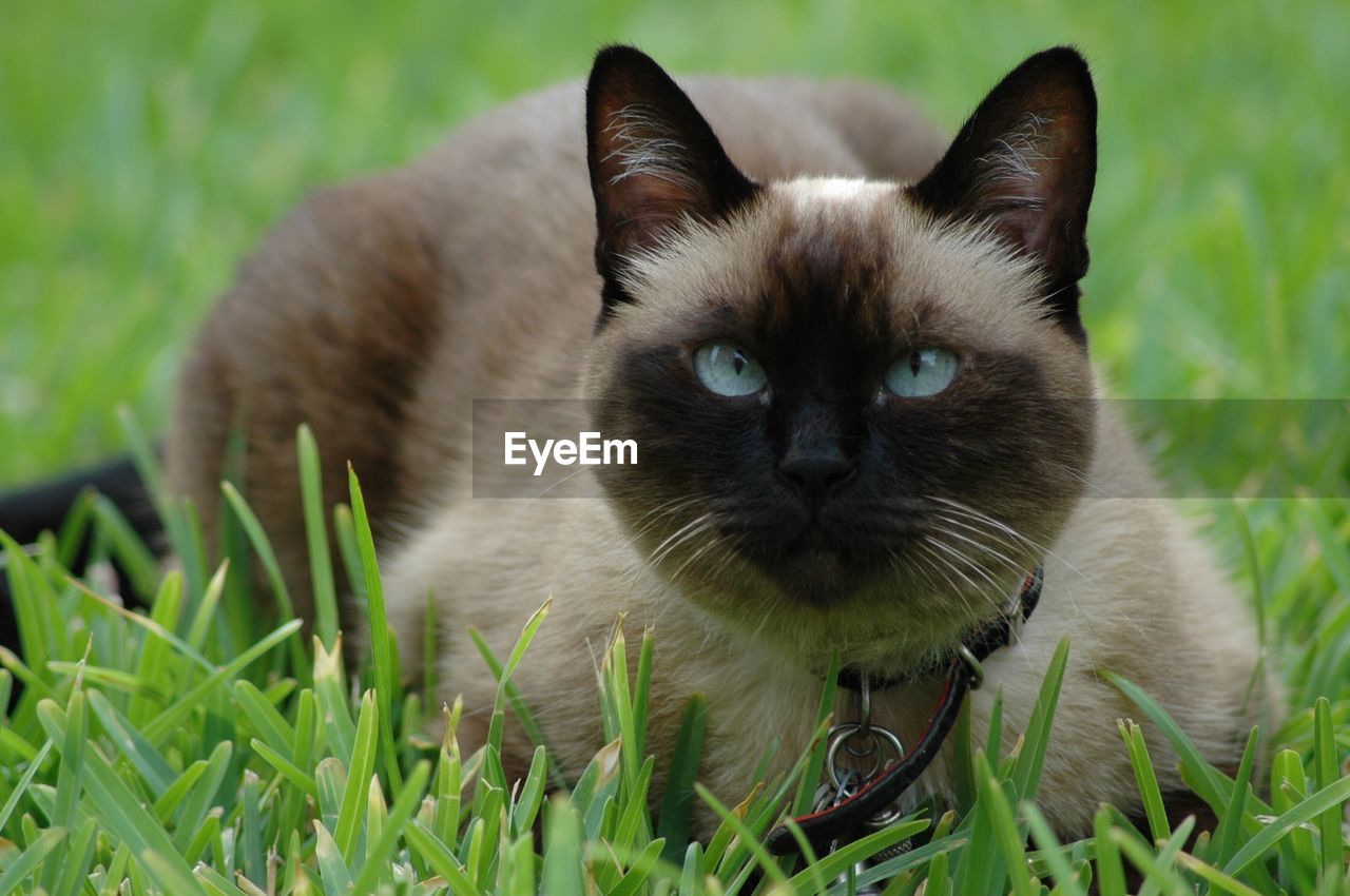 CLOSE-UP PORTRAIT OF CAT SITTING OUTDOORS