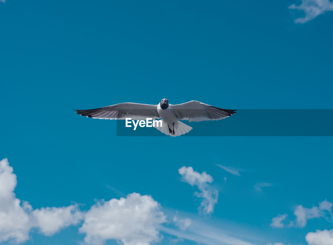 Low angle view of seagull flying