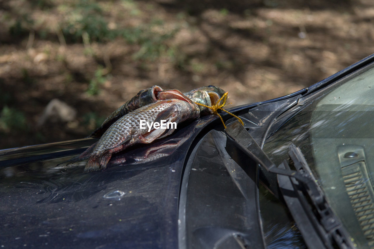 Dead fishes on car hood