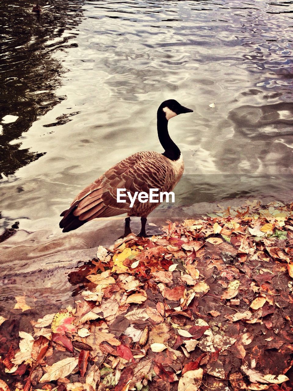 CLOSE-UP OF BIRDS IN WATER