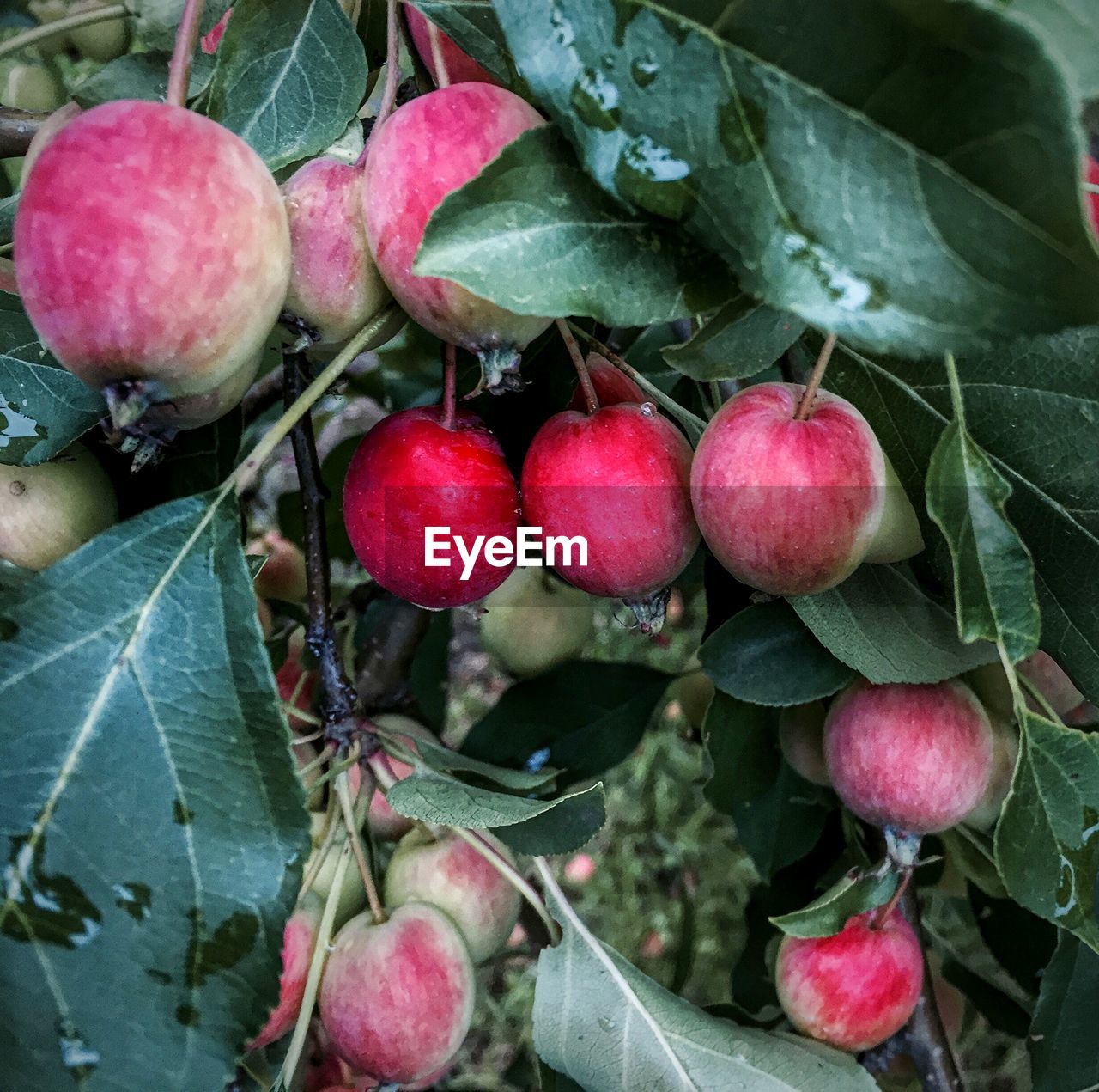 Close-up of crab apples growing on tree