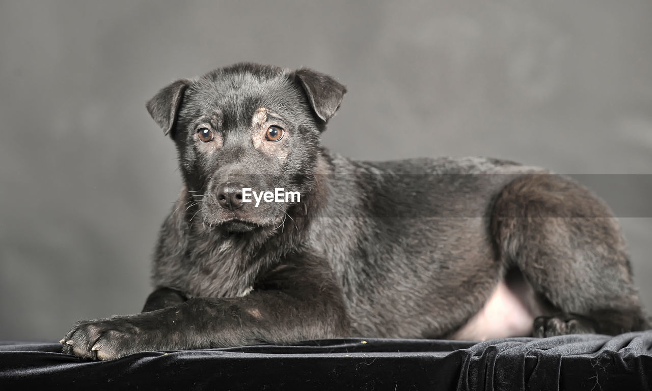 CLOSE-UP OF DOG LOOKING AWAY WHILE SITTING ON OUTDOORS