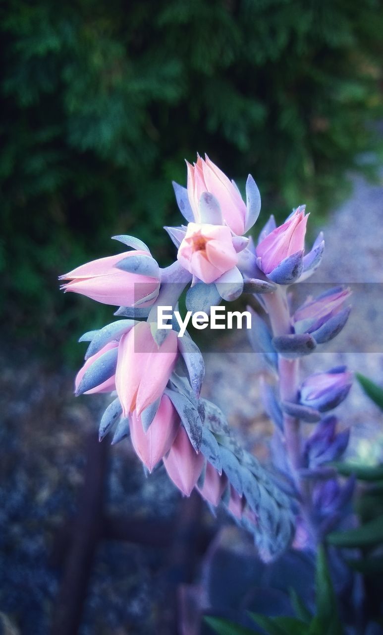 CLOSE-UP OF PINK FLOWER