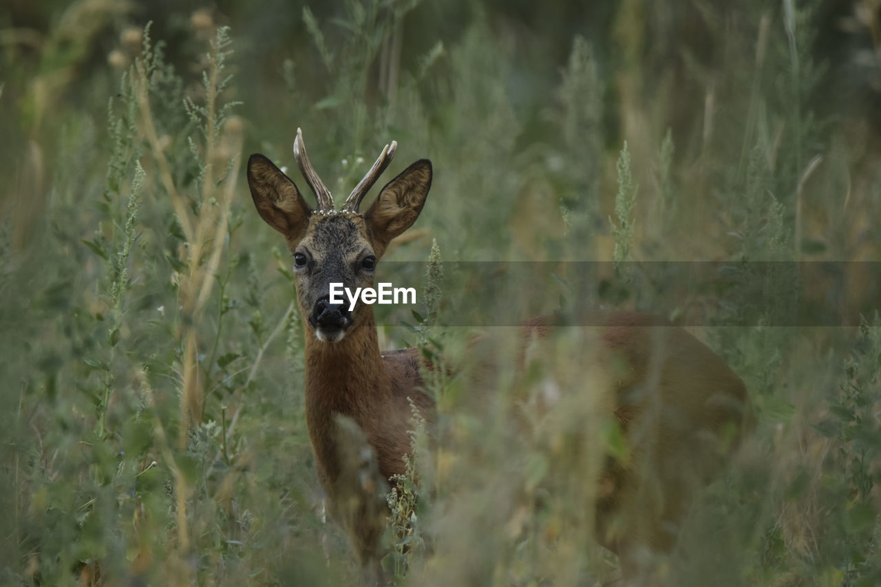 PORTRAIT OF DEER ON FIELD