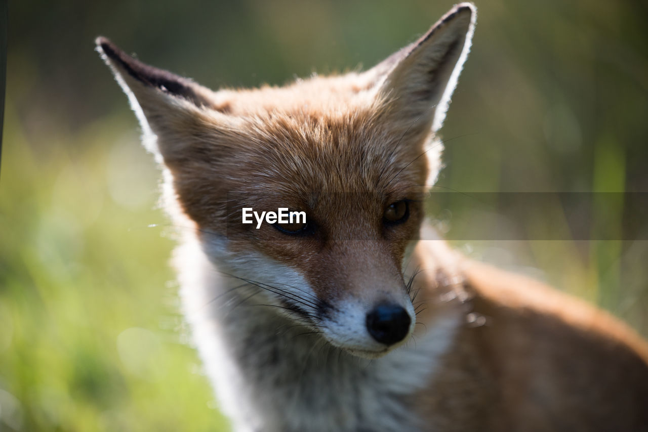 Close-up portrait of a fox.