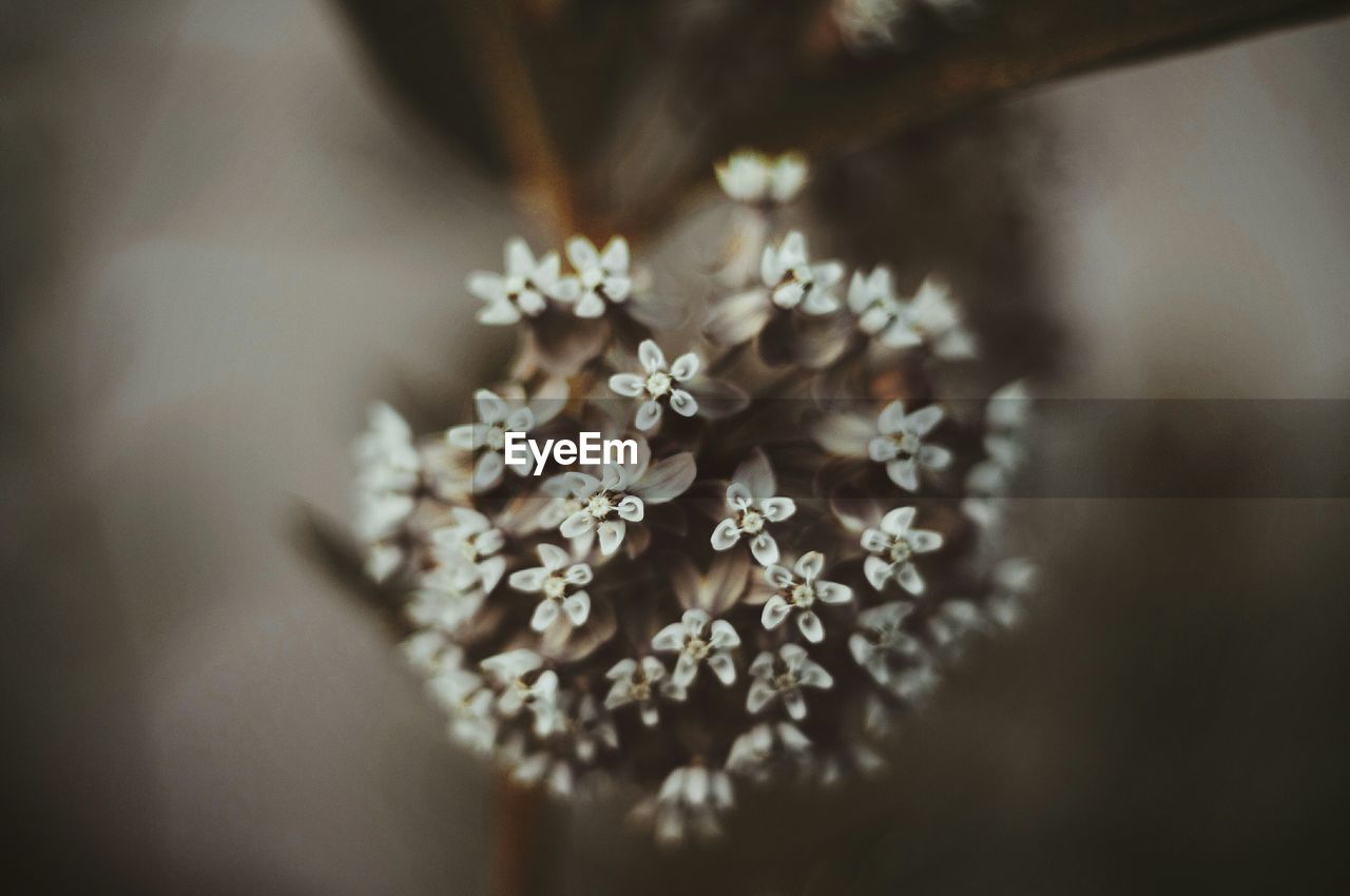 Close-up of white flowers against blurred background