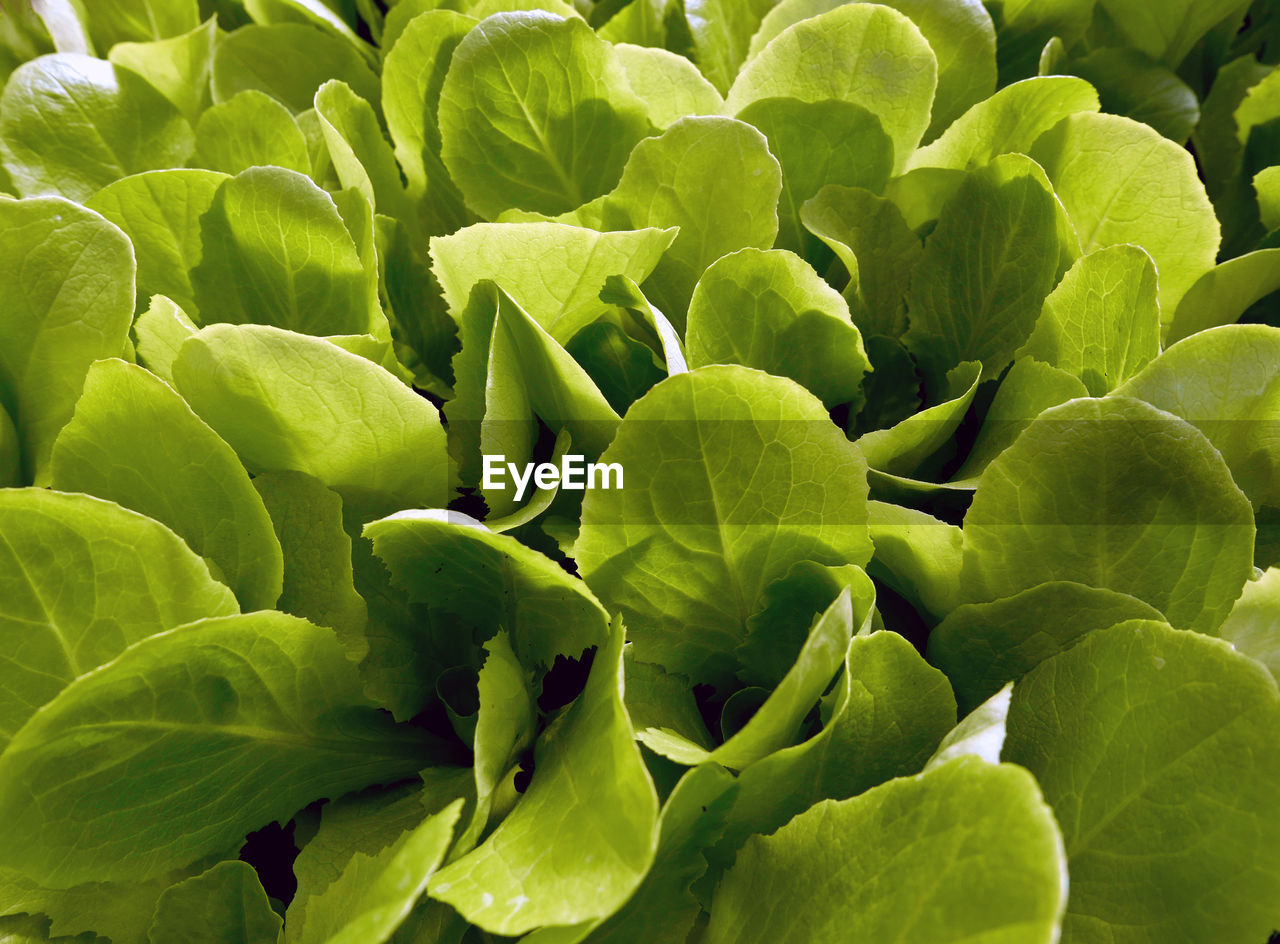 FULL FRAME SHOT OF PLANTS
