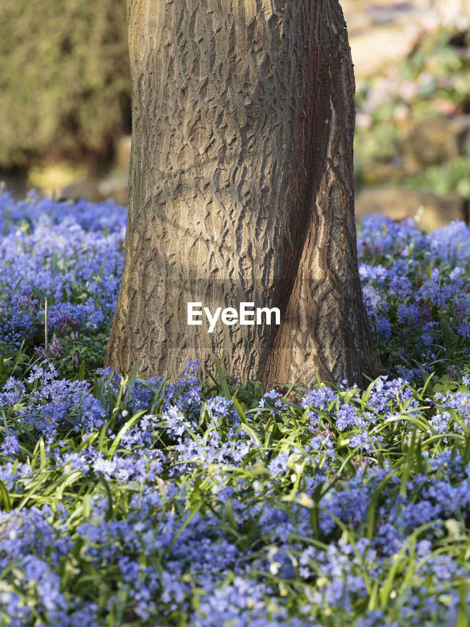 CLOSE-UP OF PURPLE FLOWERING TREE TRUNK