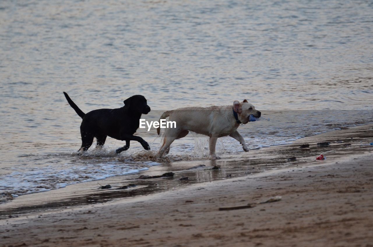 DOGS RUNNING ON BEACH WITH WATER