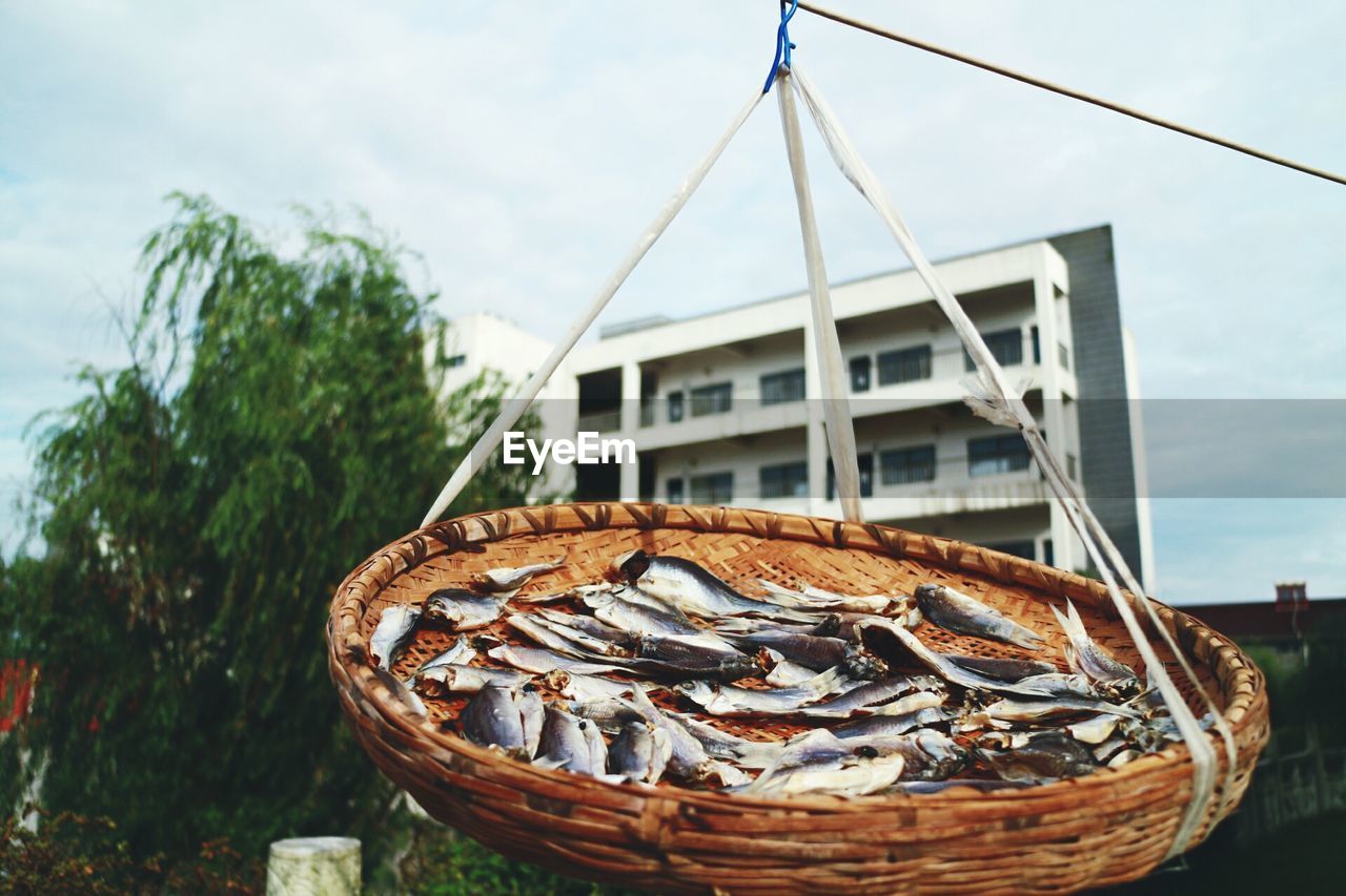 Close-up of fish in basket