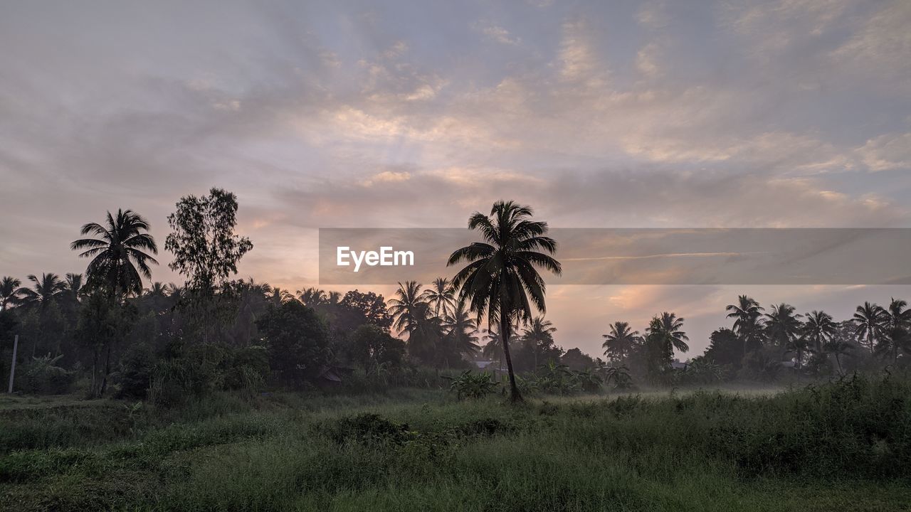 Palm trees on field against sky at sunset