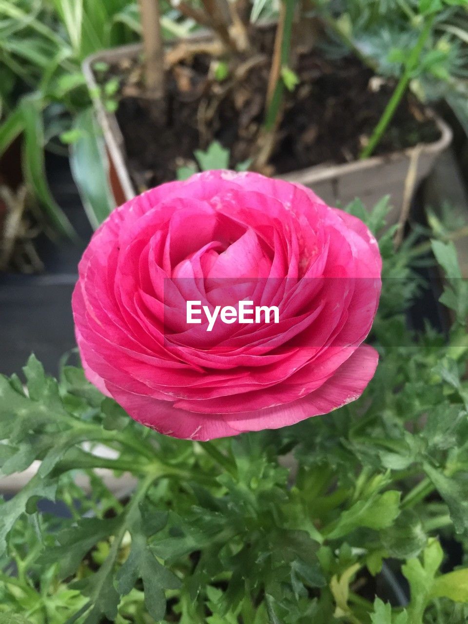 plant, flower, flowering plant, freshness, beauty in nature, petal, close-up, growth, fragility, inflorescence, flower head, nature, pink, plant part, leaf, rose, no people, day, focus on foreground, green, outdoors, high angle view, red, springtime, botany