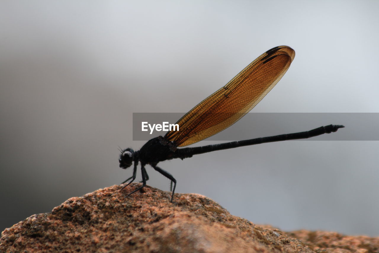 Close-up side view of winged insect against blurred background