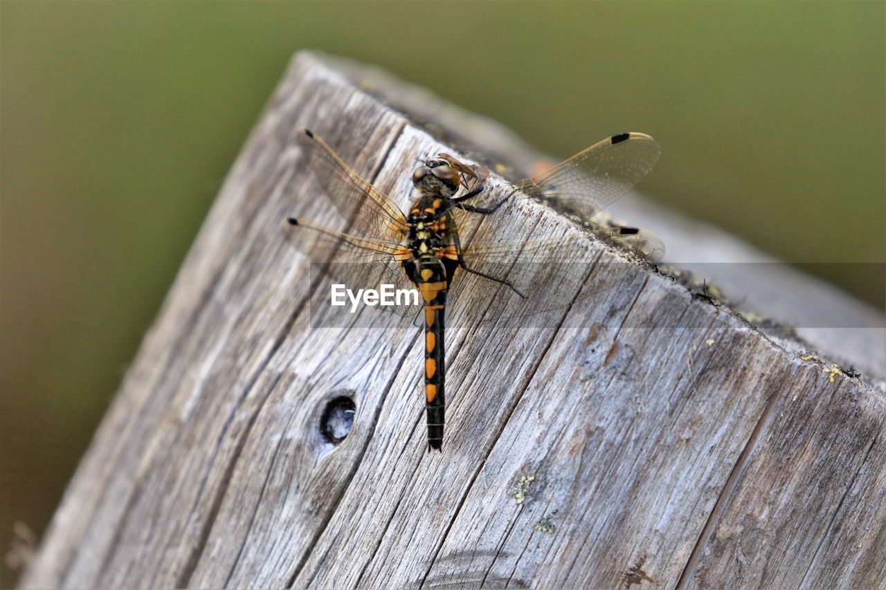 close-up of insect on wood