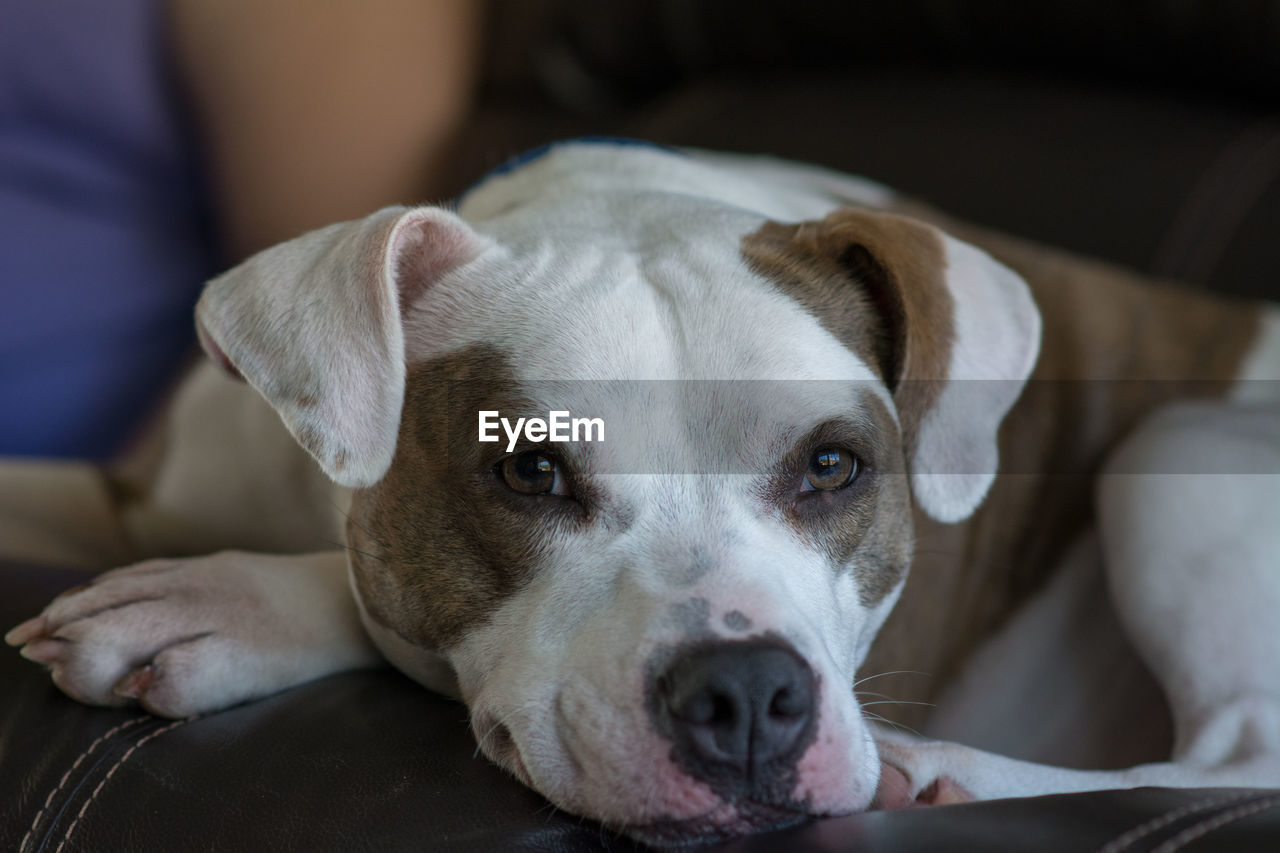 Close-up of dog relaxing on sofa at home