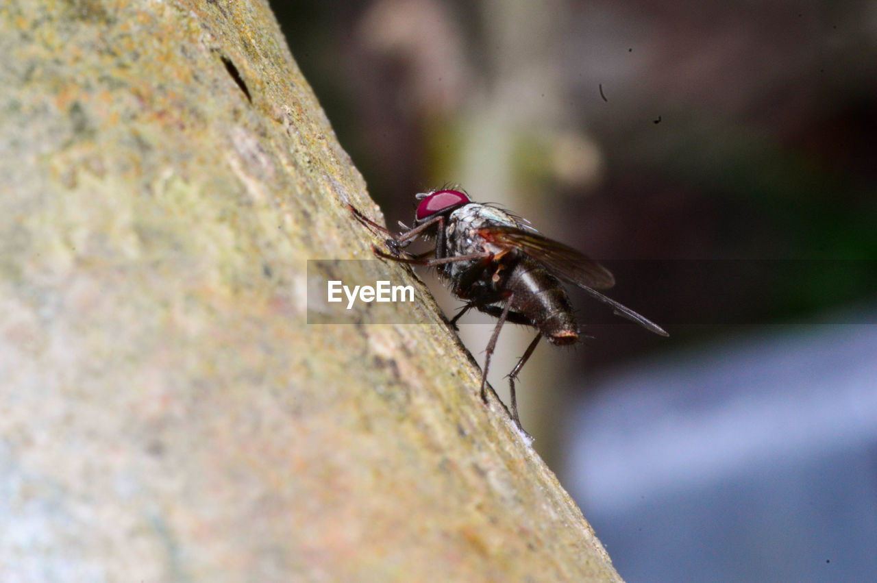 Close-up of insect on tree