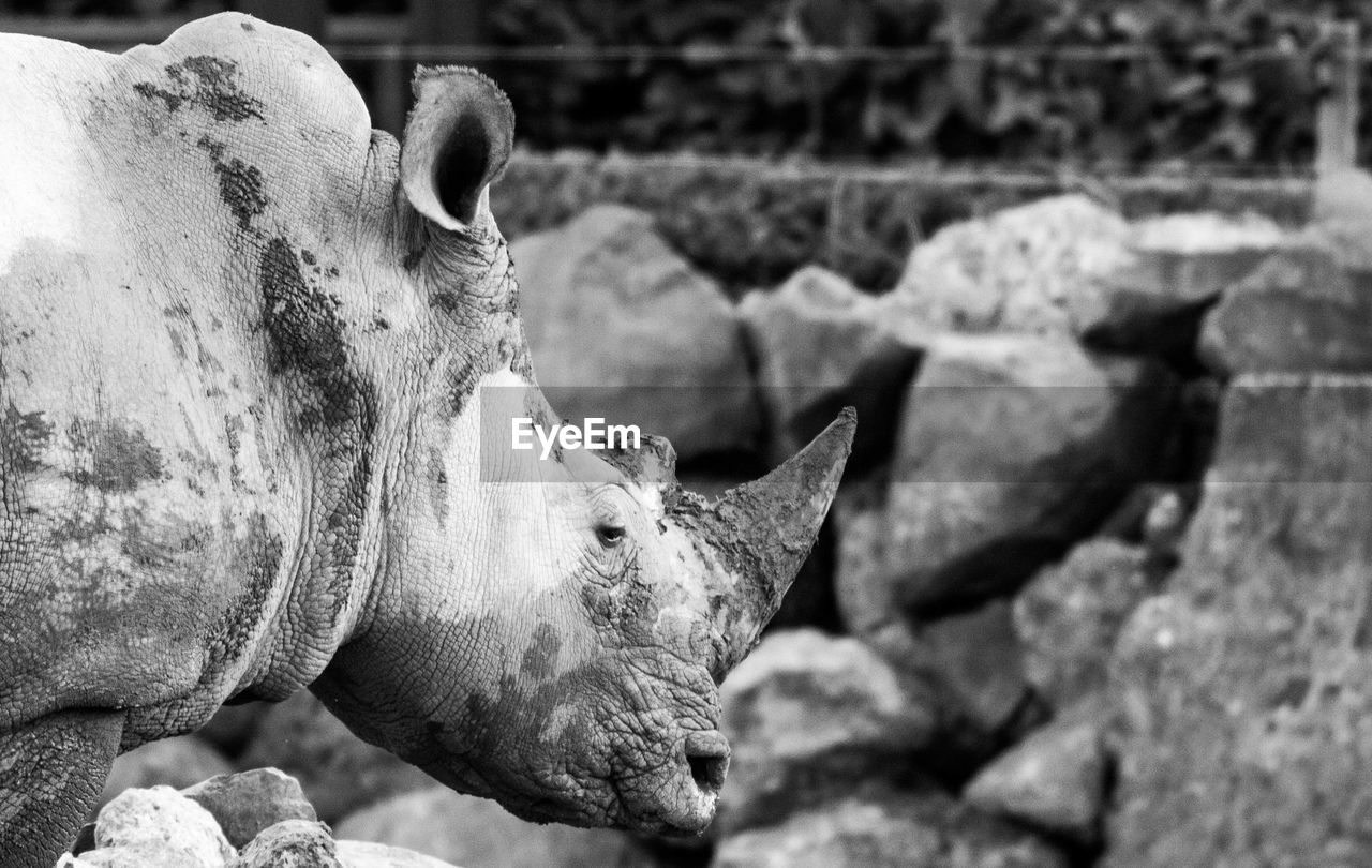 SIDE VIEW OF HORSE