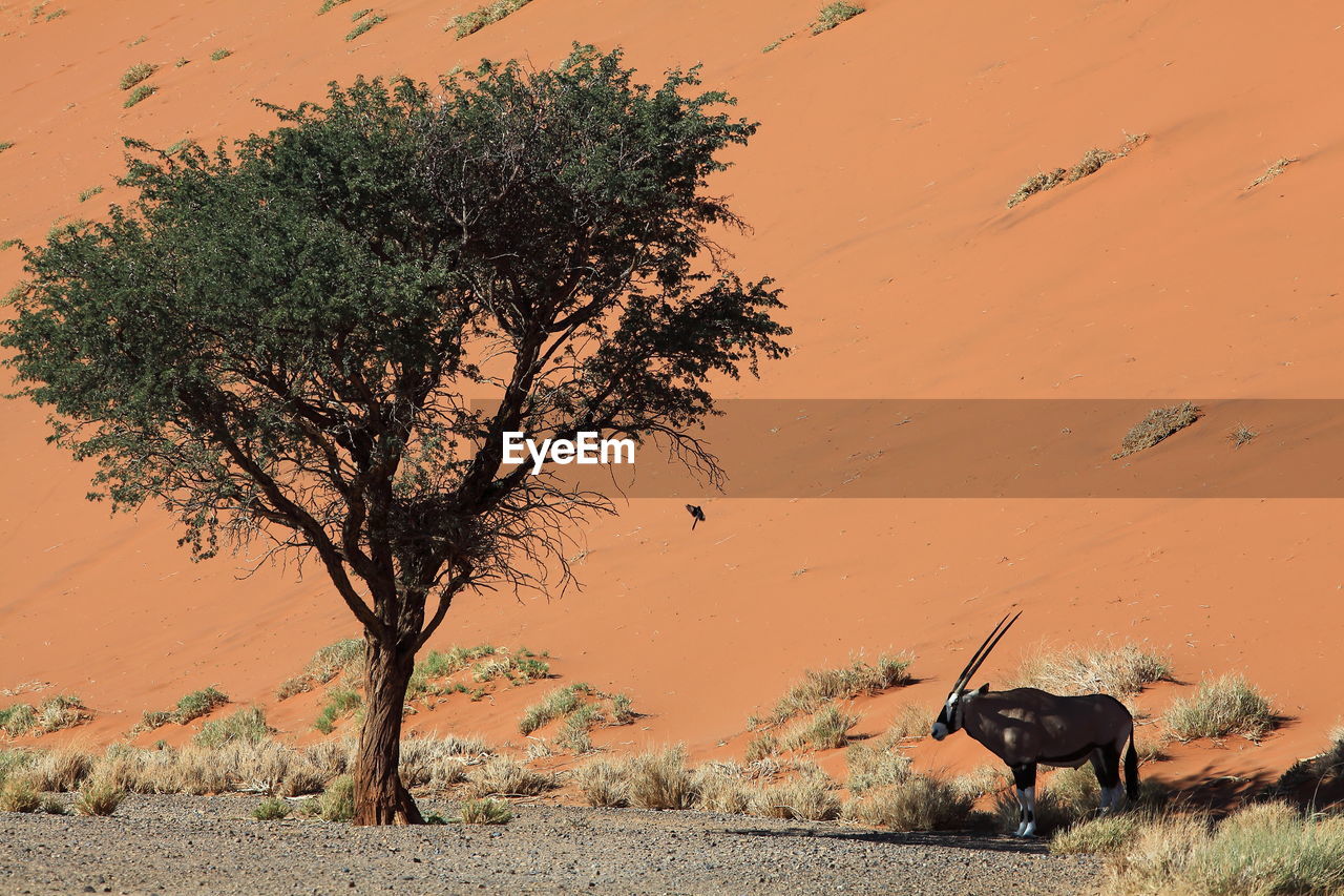 Oryx near tree against sand dune in namib desert
