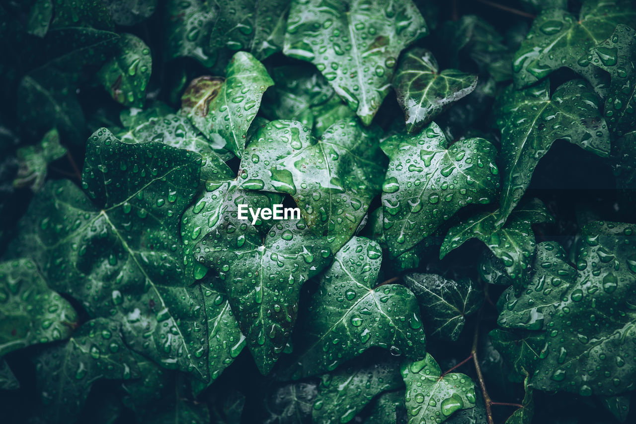 Full frame shot of water drops on plant