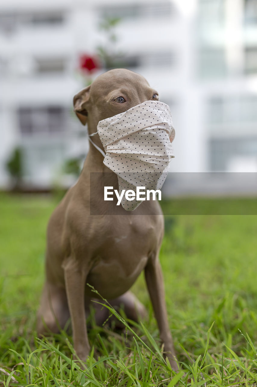 Pure breed italian greyhound dog outdoors with protective mask for coronavirus. covid-19.