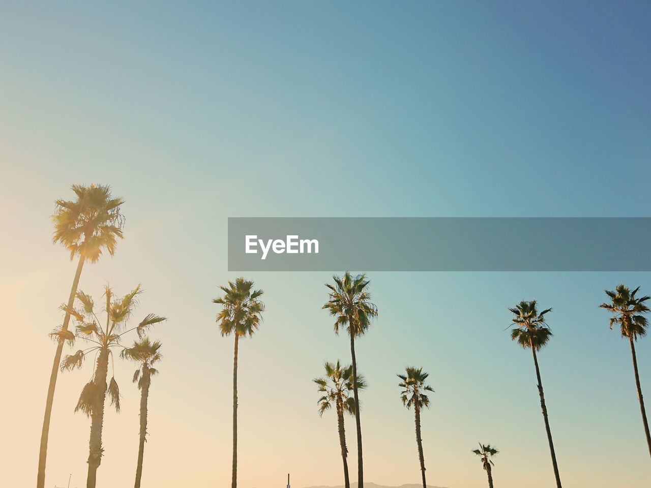 LOW ANGLE VIEW OF PALM TREES AGAINST SKY