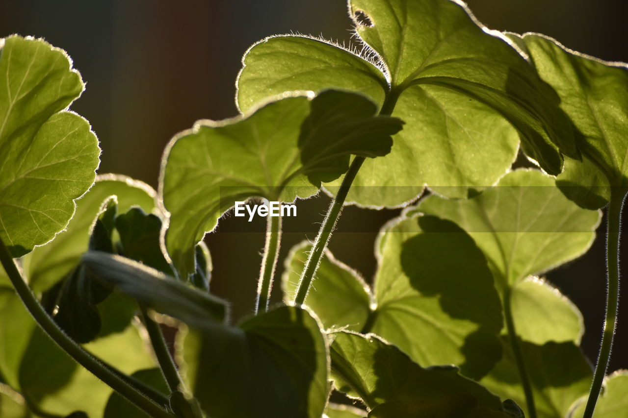 CLOSE-UP OF FRESH GREEN PLANTS