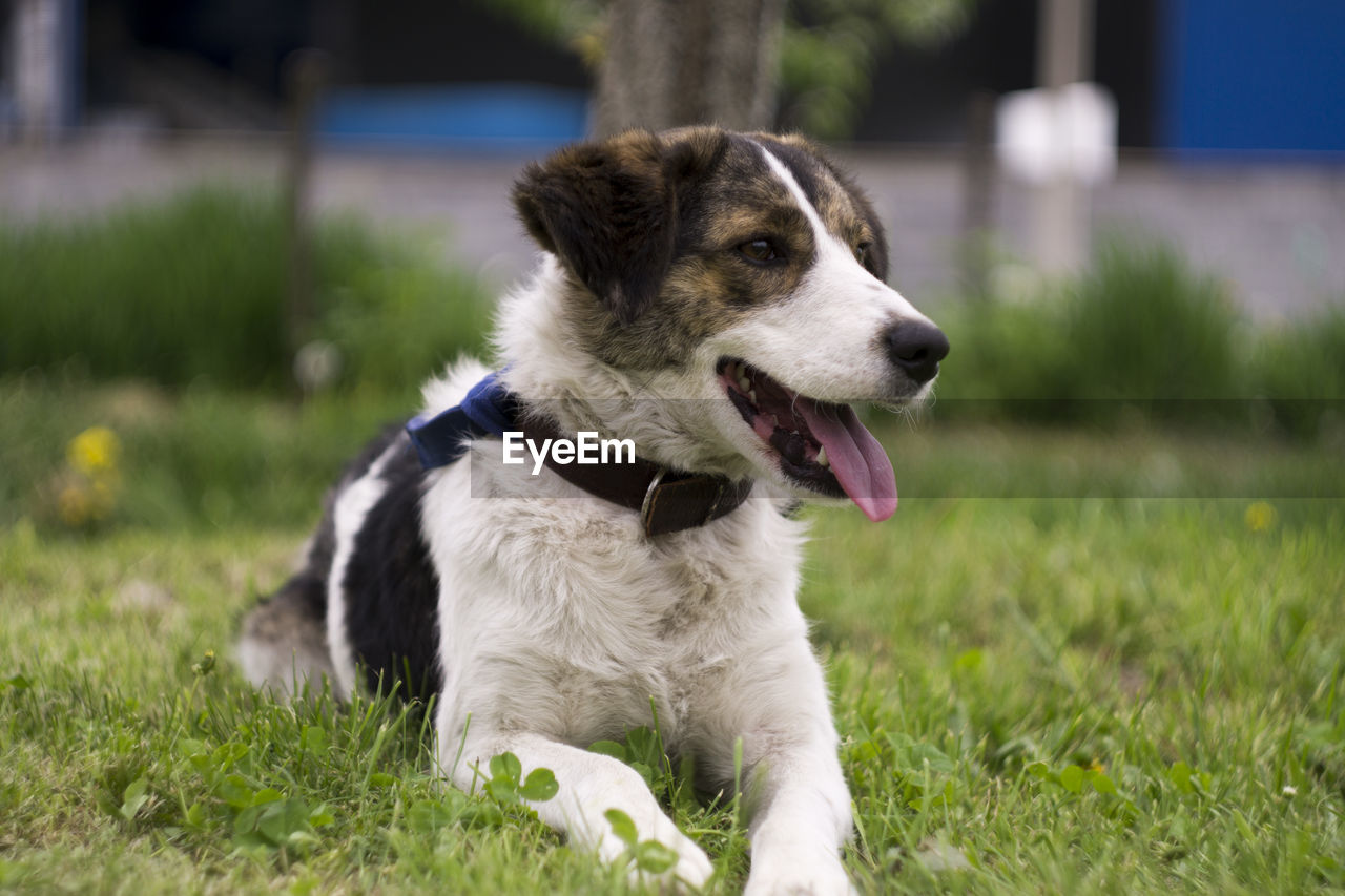 View of dog looking away on field