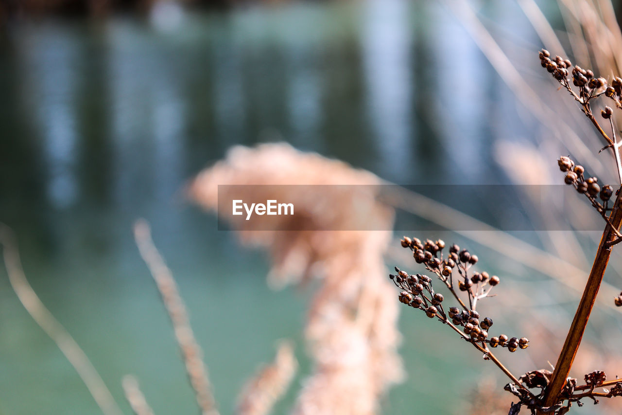 Close-up of dry plant against lake