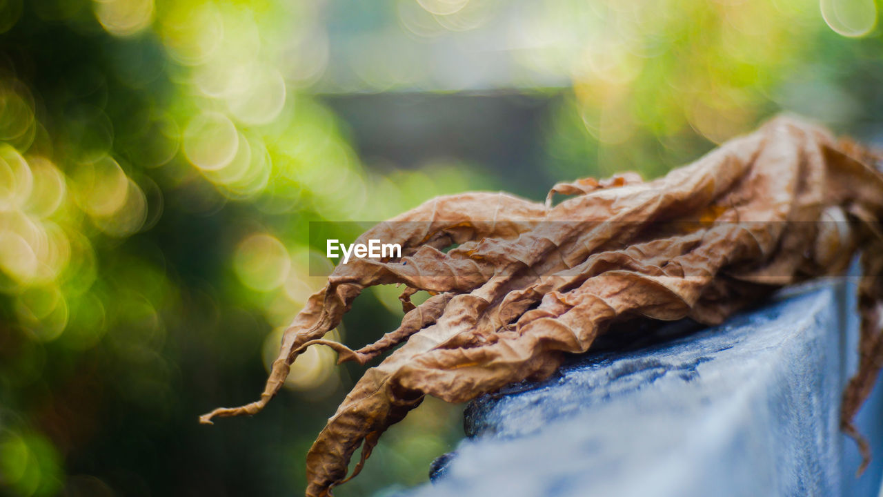 Close-up of dried leaves on plant