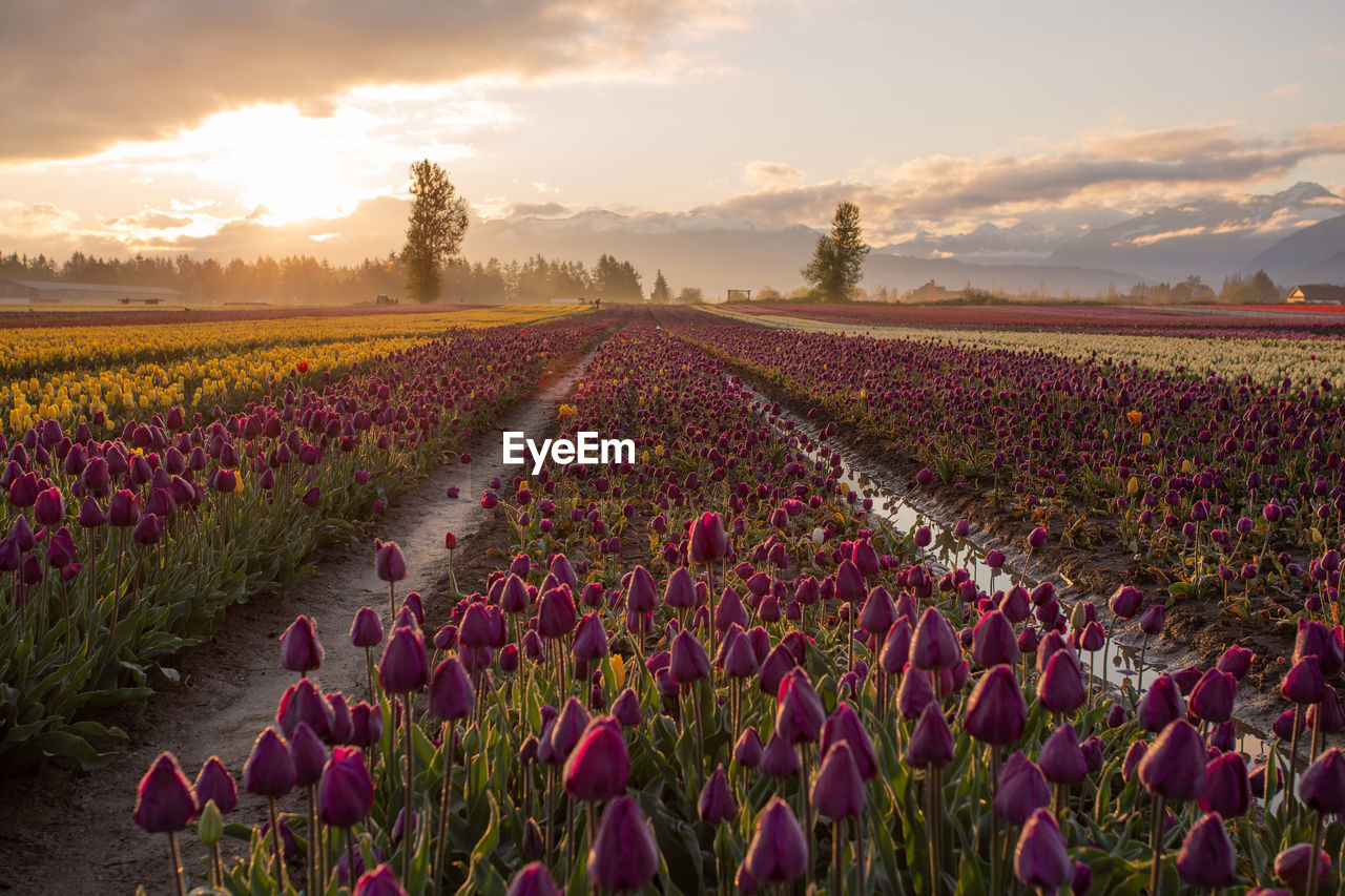 Scenic view of grassy field against sky during sunset