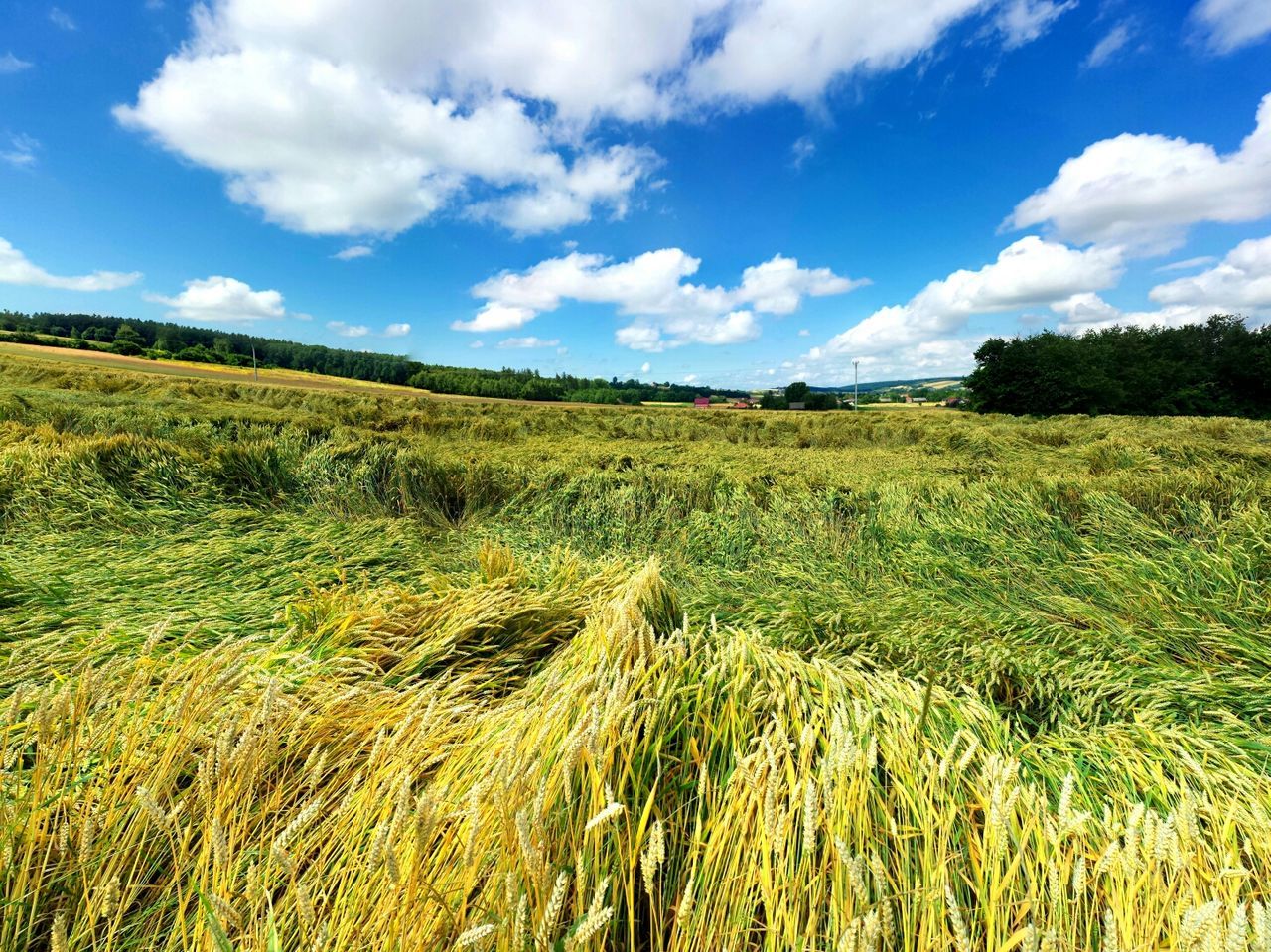 Grassy landscape against cloudy blue sky